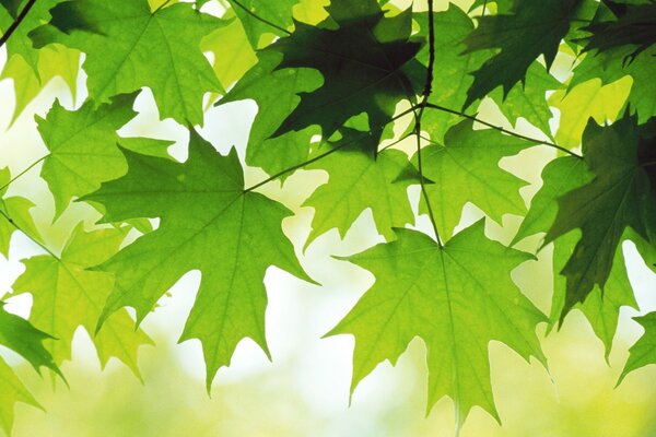 Foto della natura autunnale. Foglie verdi