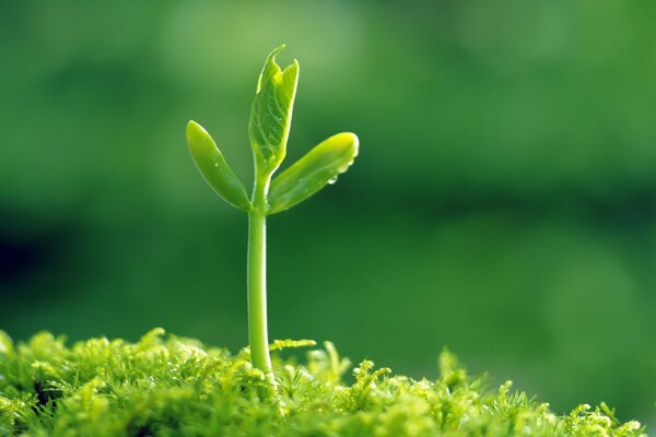 The sprout sprouts on a green background