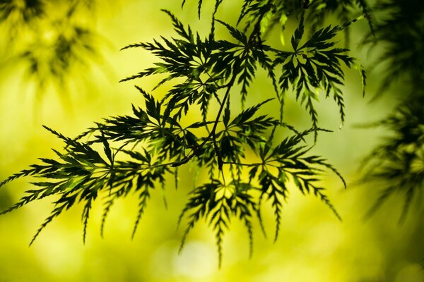 Foglie verdi nella foresta estiva