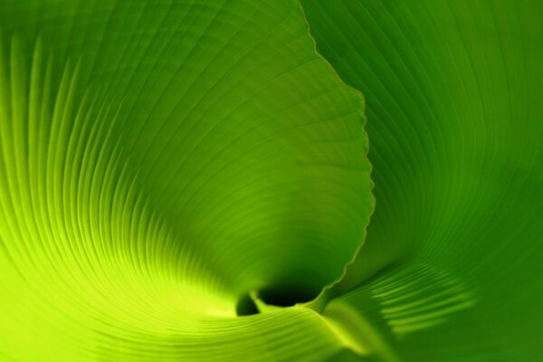 A huge green leaf twisted into a funnel