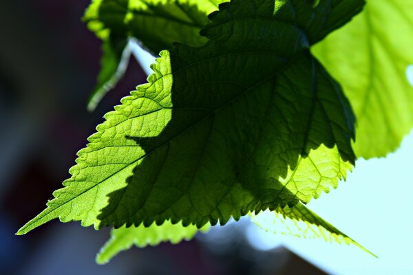 Grünes Blatt auf einem sauberen Himmelshintergrund