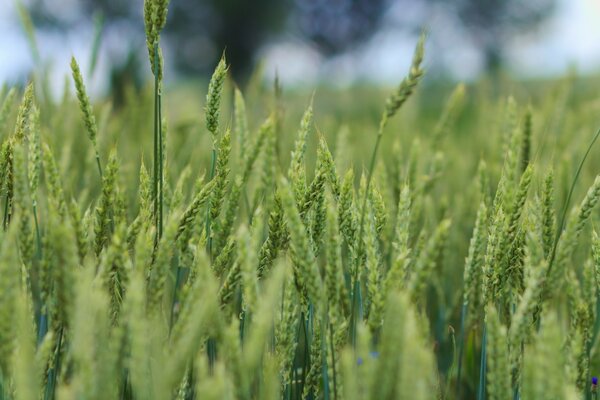 Campos de trigo. Espigas de trigo en el pasto