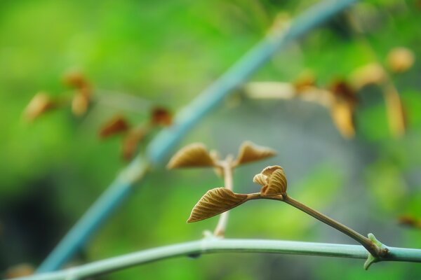 As plantas ganham vida. Folhas verdes