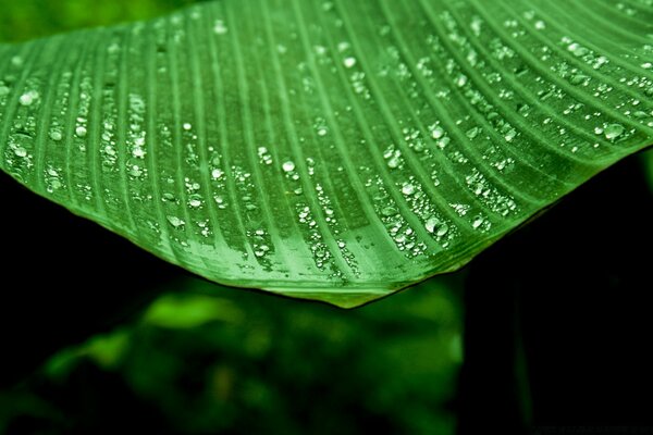 Dew drops in macro mode