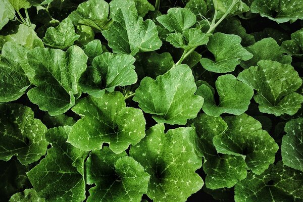 Mysterious nature. Polyhedral leaves