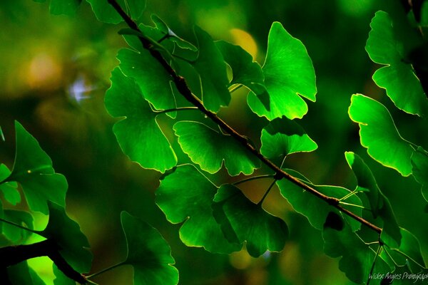 The nature of the Amazon. Rare trees