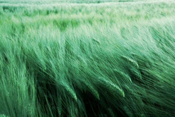 Summer field of green grass