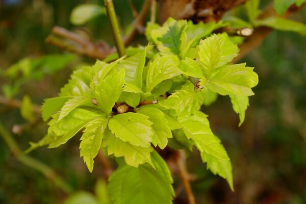 Grüner Zweig von Flieder oder Johannisbeeren