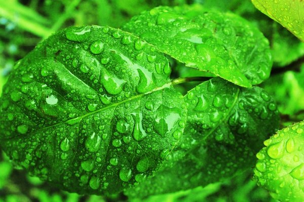 Green leaves in dew