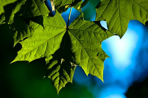 Nature. Feuilles vertes. Plantes