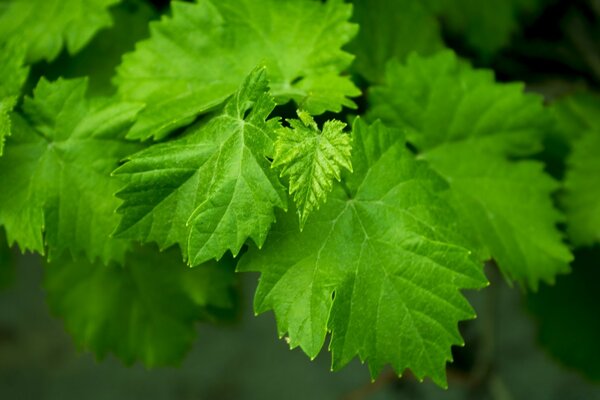 Macro de feuilles nouvellement cultivées