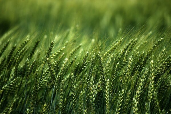 Erba di grano giovane fresca