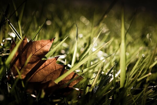 Vignetage. Belle feuille se trouve sur l herbe