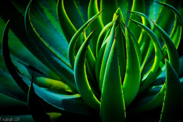 A green herbaceous plant in nature