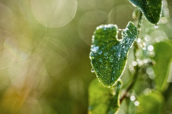 Nature after the rain. Leaves with raindrops