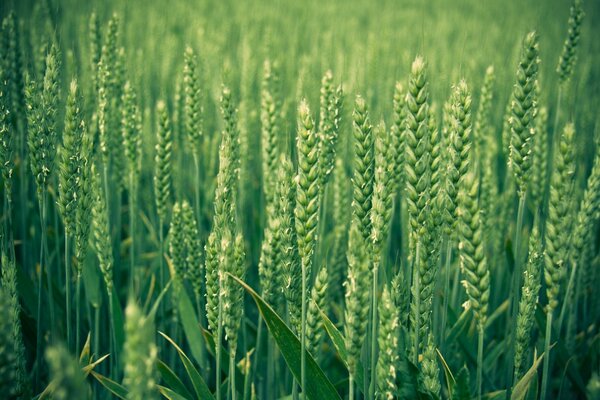 Un peu de temps passera et un champ de blé vert deviendra bientôt doré