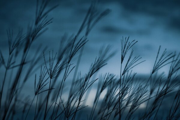 A grassy landscape with unusual stems