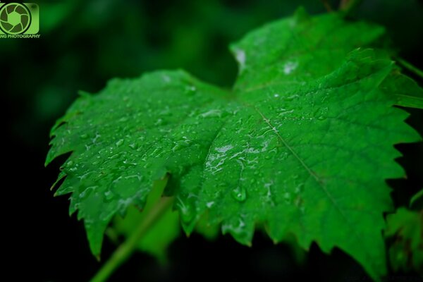 Tropfen auf dem Laub. Leben in der Natur