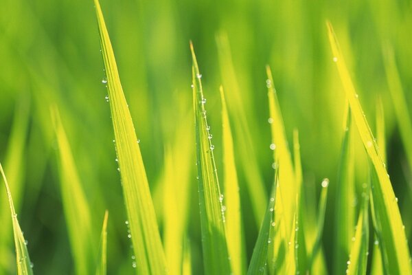 Green young grass with dew drops in the rays of the sun