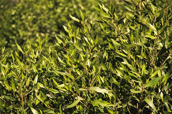 Follaje verde espeso al sol