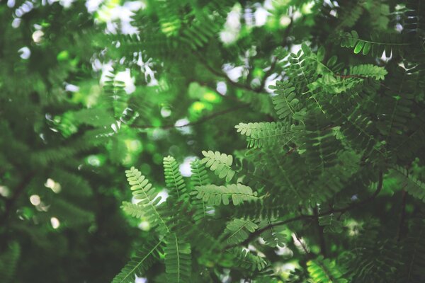 Ramas de árboles densos con luz solar