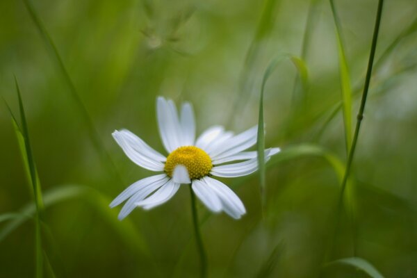 Summer white daisy on a blurry green background