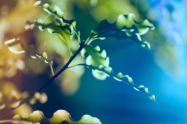 Variété de couleurs dans la nature. La combinaison des couleurs de la vie