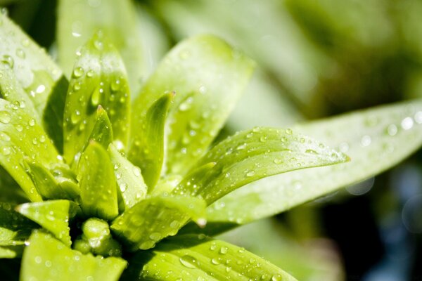 Grüne Blume nach dem Regen