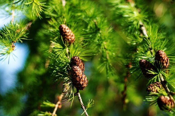 Cônes sur les branches des arbres au soleil