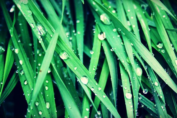 Morning dew in the field