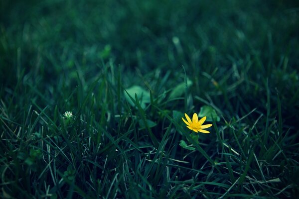 Flor amarela brilhante na grama