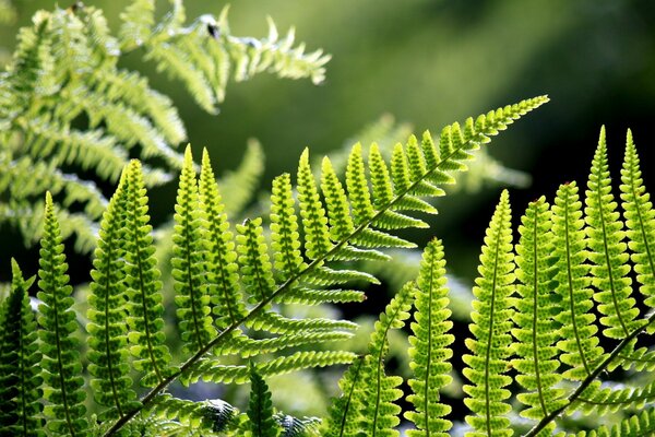 Hermosas hojas. Cepa. Naturaleza. Flora