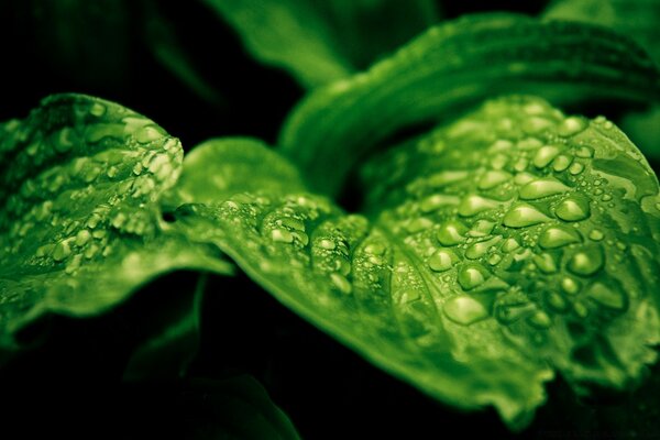 Rolling water drops on large glossy leaves