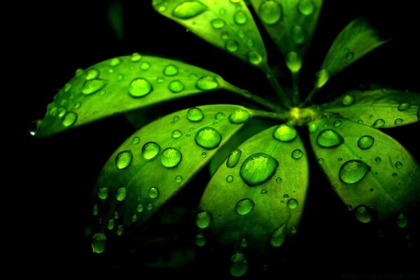 Plante après la pluie. Gouttes d eau sur la plante