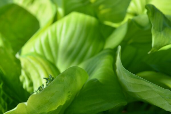 Bright foliage with natural light