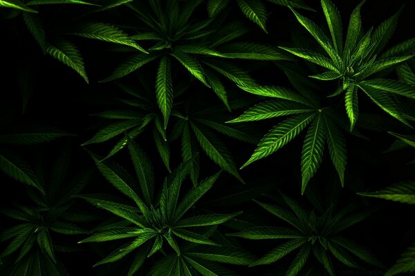 Cannabis leaves on a dark background