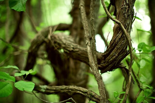 Bäume im Wald. Urwald