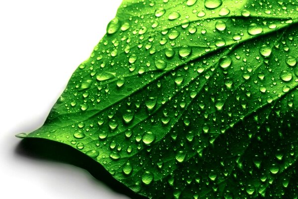 Water drops on a green leaf