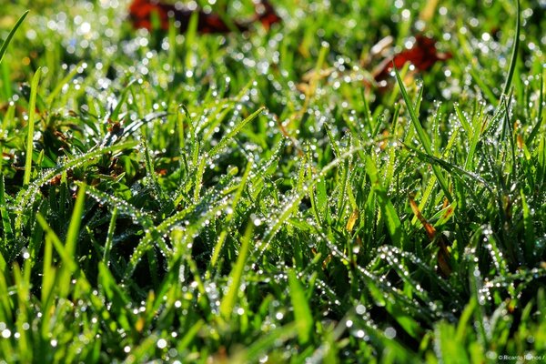 Rosée du matin sur l herbe juteuse