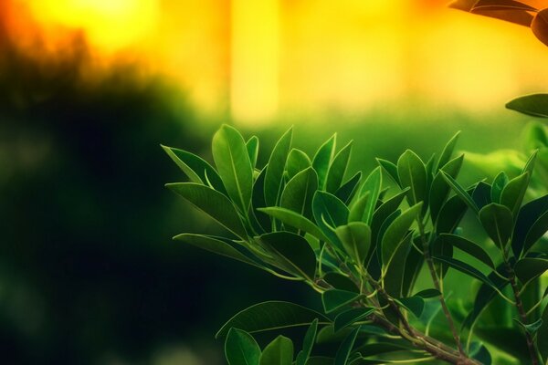 Green leaves on sunset background