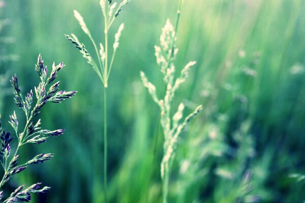 Unscharfer Hintergrund. Die Pflanzen. Gras. Die Natur. Flora