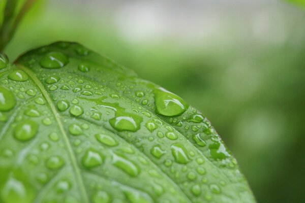 Gotas de rocío en una hoja verde