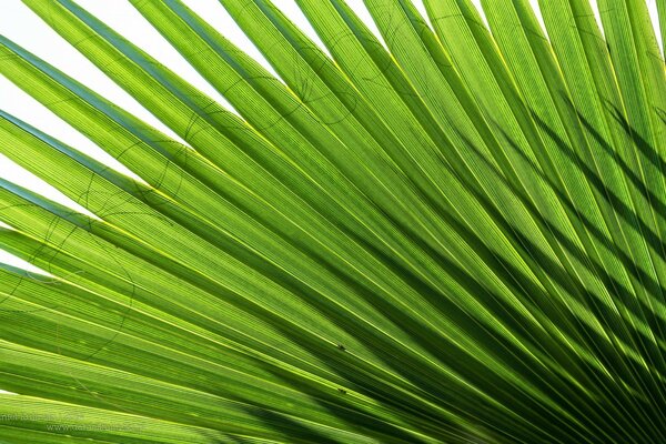 A large palm leaf in the rays of the sun