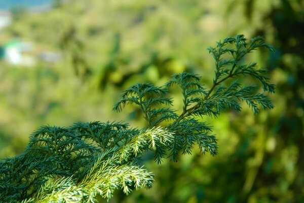 Plant leaf close-up