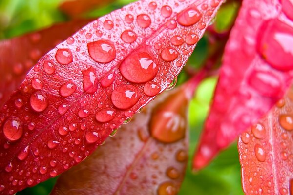 Dew drops on an autumn leaf