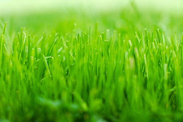 Foto de un joven césped verde