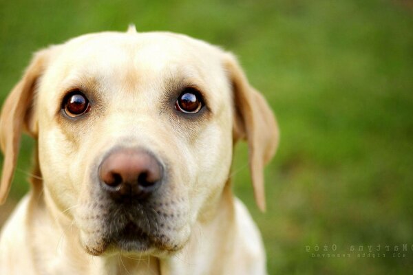 Animaux chien chien mignon