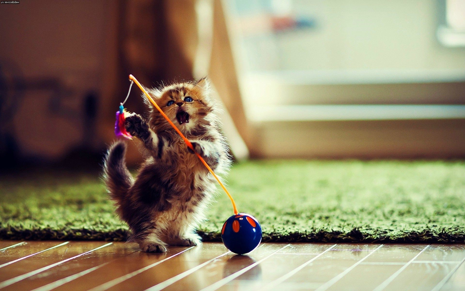 cats blur cute little cat toy animal nature one