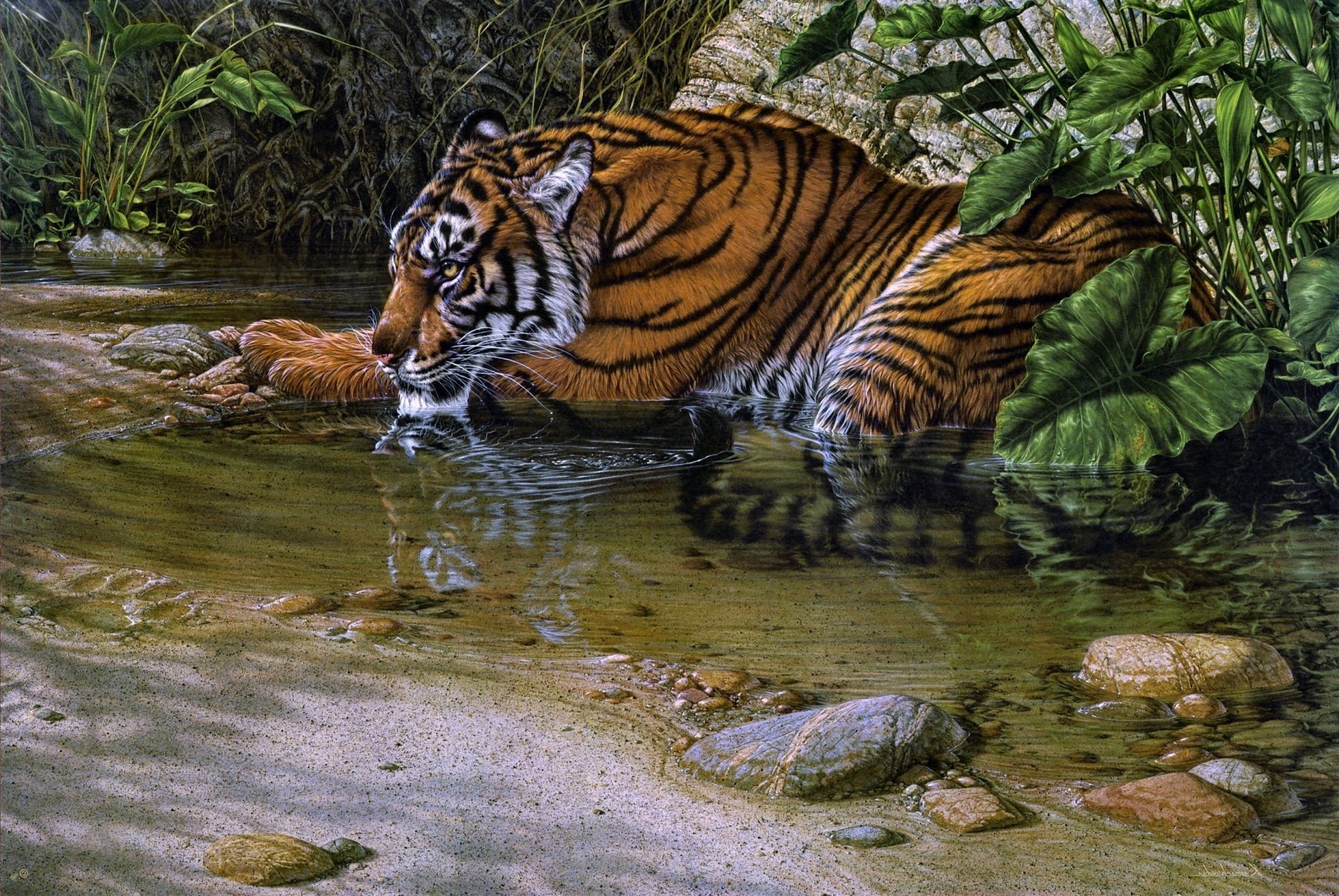 tigers tiger wildlife jungle nature cat wild zoo predator mammal water danger hunter outdoors aggression