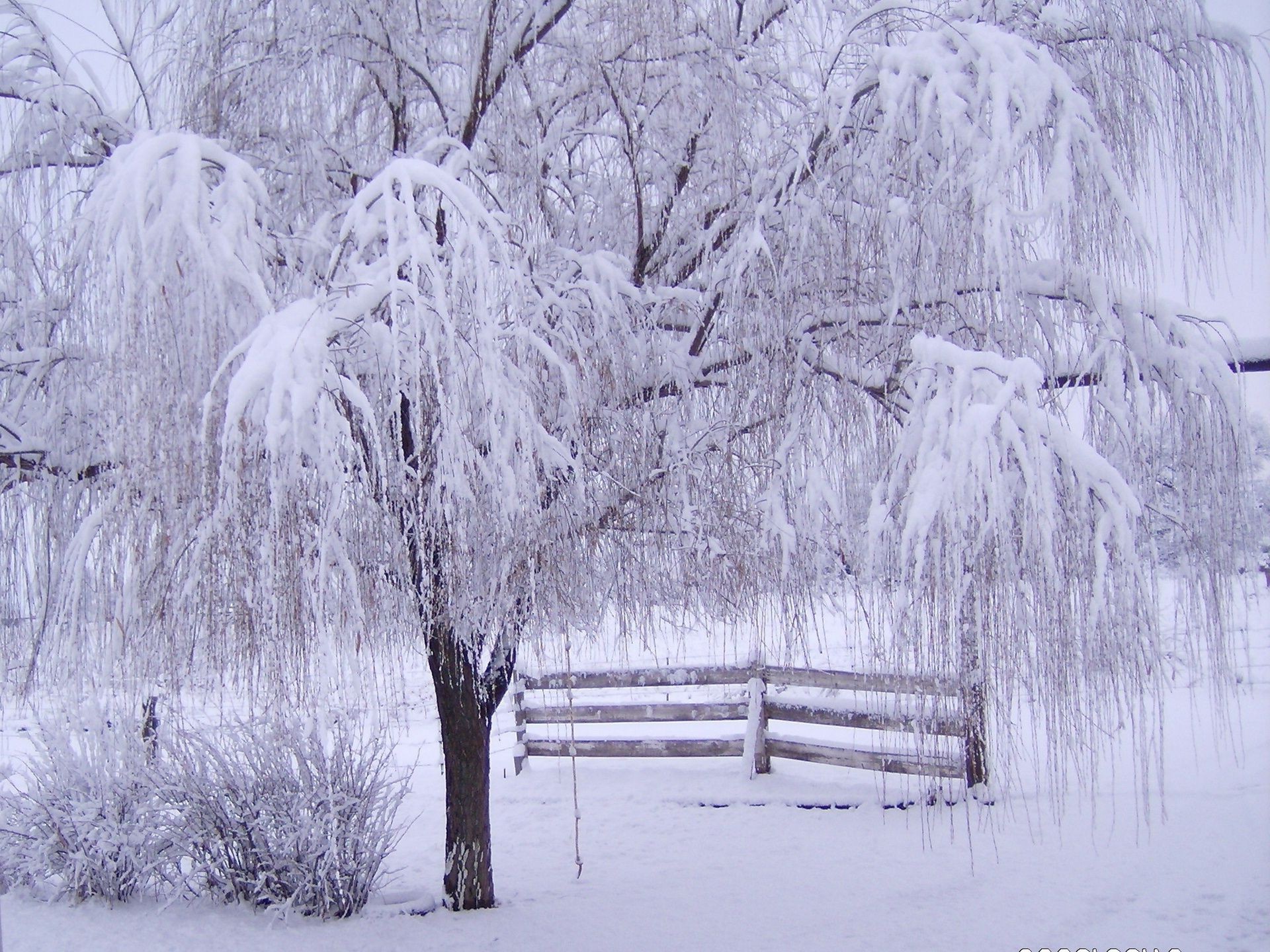 winter snow frost cold frozen wood season ice weather tree landscape snow-white frosty snowy icy snowstorm scenic scene branch